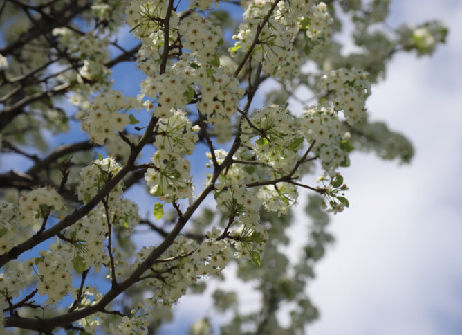 Des Plaines campus tree in springtime.